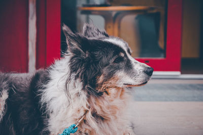 Close-up of dog looking away at home