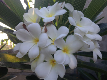 Close-up of white flowers