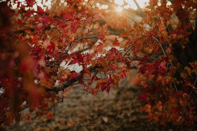 Close-up of autumnal leaves on tree during sunset. moody tones 