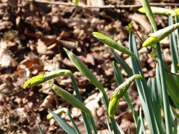 Close-up of plant growing on field