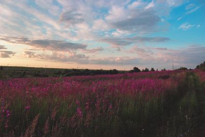 Pink flowering plants on field against sky