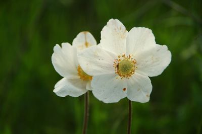 Close-up of white cherry blossom