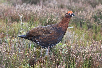 Side view of a bird on field