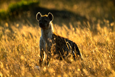 Spotted hyena standing in backlit long grass