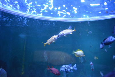 Close-up of fish in aquarium