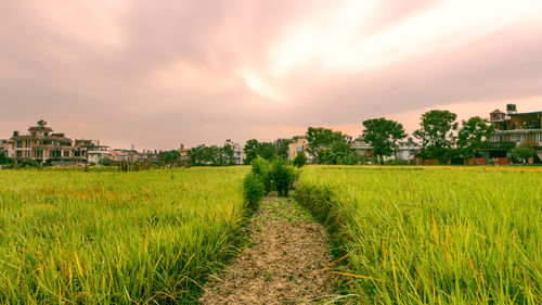 Scenic view of field against sky