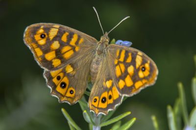 Close-up of butterfly pollinating flower
