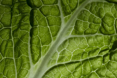 Fresh raw cabbage leaf texture macro background. close up . green cabbage leaf background