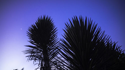 Low angle view of palm trees against blue sky