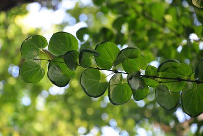 Low angle view of leaves on tree