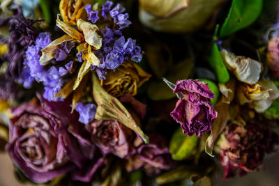 Close-up of purple flowering plant