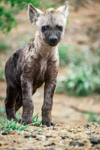 Hyena cub standing