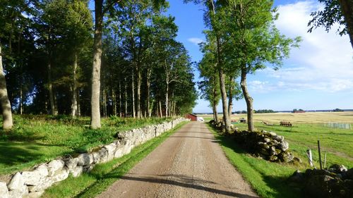 Footpath amidst trees