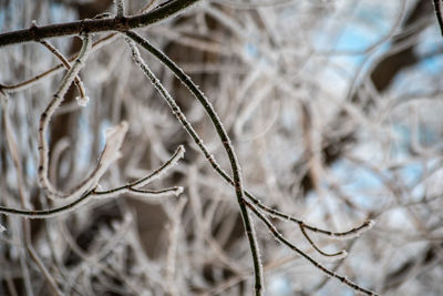 Close-up of frozen plant