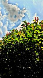 Low angle view of flower tree against sky