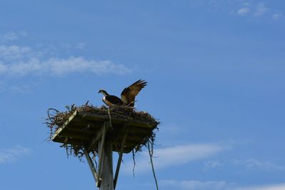 Low angle view of bird perching on nest