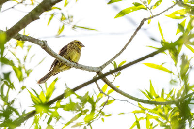 Low angle view of bird perching on tree