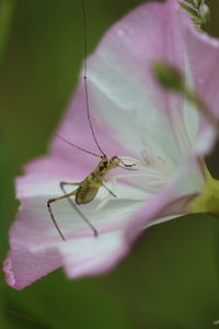 Close-up of insect on flower