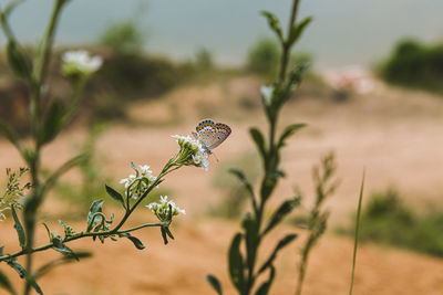 Close-up of butterfly pollinating on flower