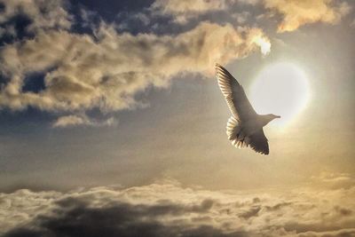 Low angle view of bird flying in sky