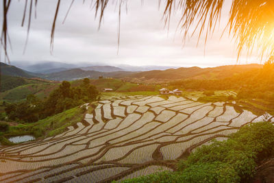 Scenic view of agricultural field against sky
