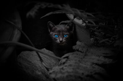 Black cat with beautiful blue eyes,animal portrait black kitten