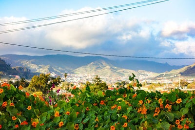 Scenic view of flowers in front of mountains against cloudy sky