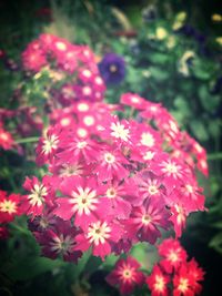 Close-up of pink flowers