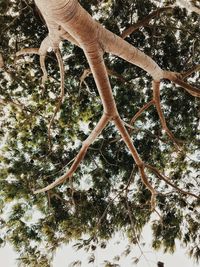 Low angle view of a tree