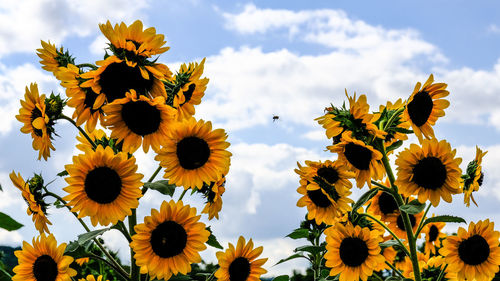 Low angle view of yellow flowering plants against sky