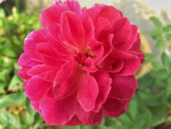 Close-up of pink rose flower