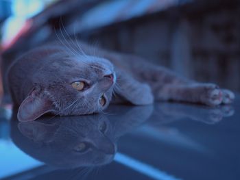 Close-up of cat relaxing on floor