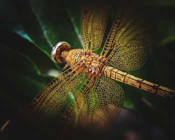 Close-up of dragonfly on leaf