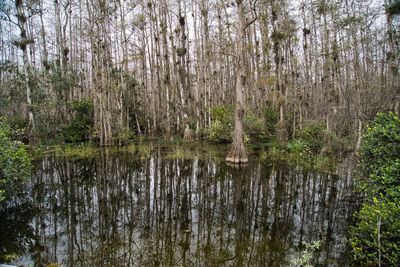 Scenic view of lake in forest