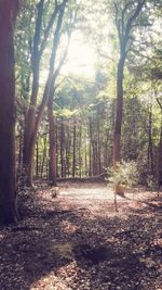 Trees in forest