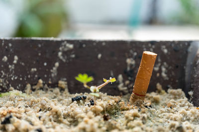 Close-up of cigarette on field