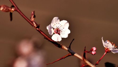 Close-up of cherry blossom