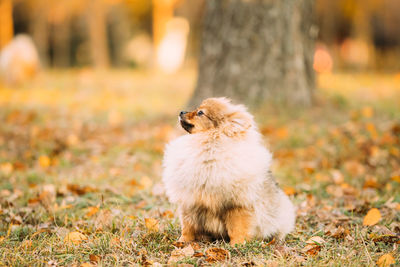 Close-up of dog