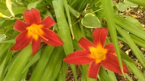 Close-up of red flower