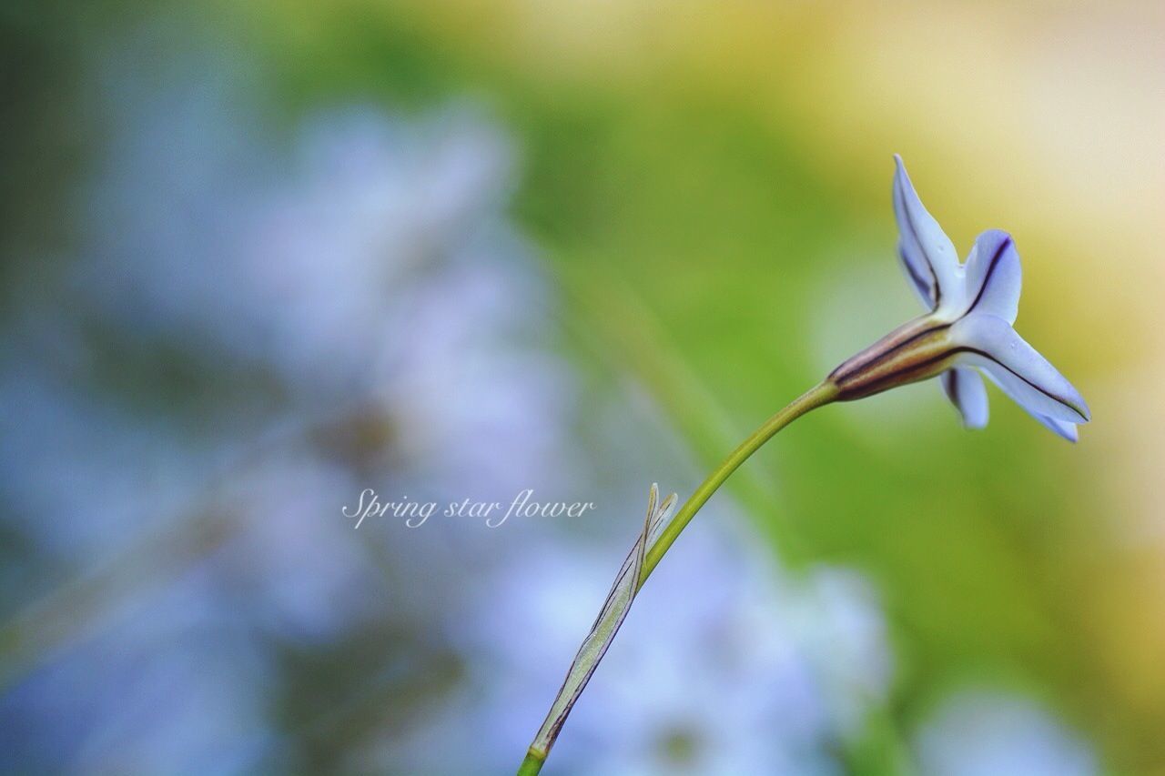 flower, focus on foreground, fragility, close-up, stem, freshness, nature, growth, beauty in nature, selective focus, plant, petal, no people, outdoors, day, flying, blue, bud, flower head, one animal