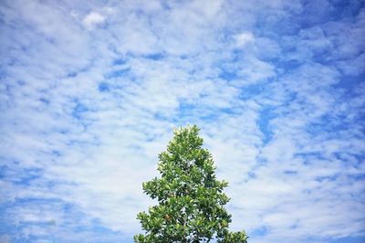 Low angle view of tree against sky