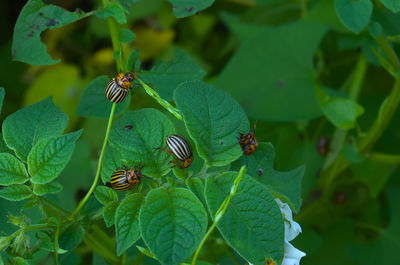 Close-up of insect on leaves