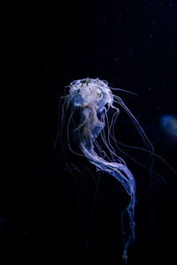 jellyfish