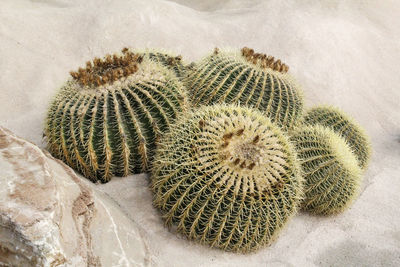 Round-shaped cactus plant planted on dry and sandy land