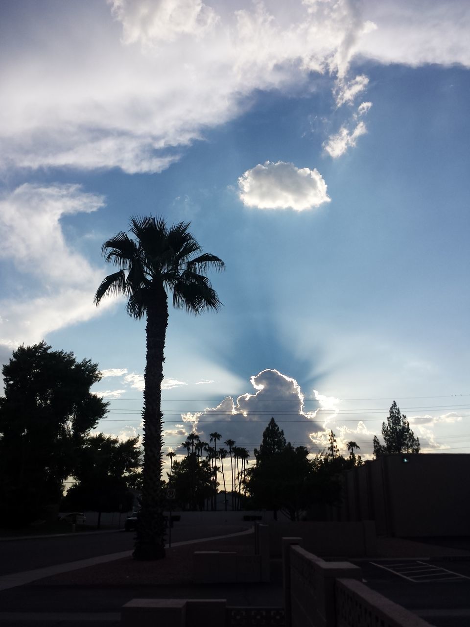 SILHOUETTE TREES AGAINST SKY