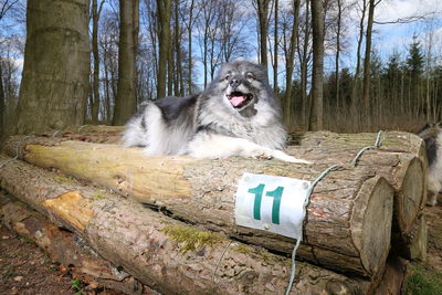 Keeshond dog lying on logs