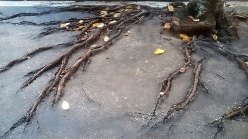 High angle view of driftwood on beach