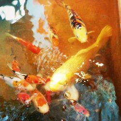 Close-up of fish in water