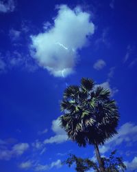 Low angle view of palm tree against blue sky