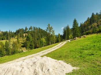 Scenic view of trees on field against clear sky